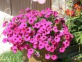 /album/nase-nadvoria/petunia-v-mise-jpg/